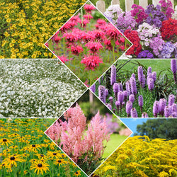 Collection de 15 plantes vivaces  - 2 m² - Bakker