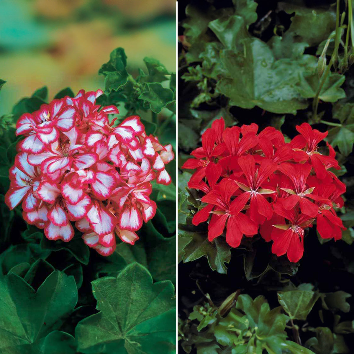 Collection de 6 Géraniums-lierres : rouge et bicolore - Bakker