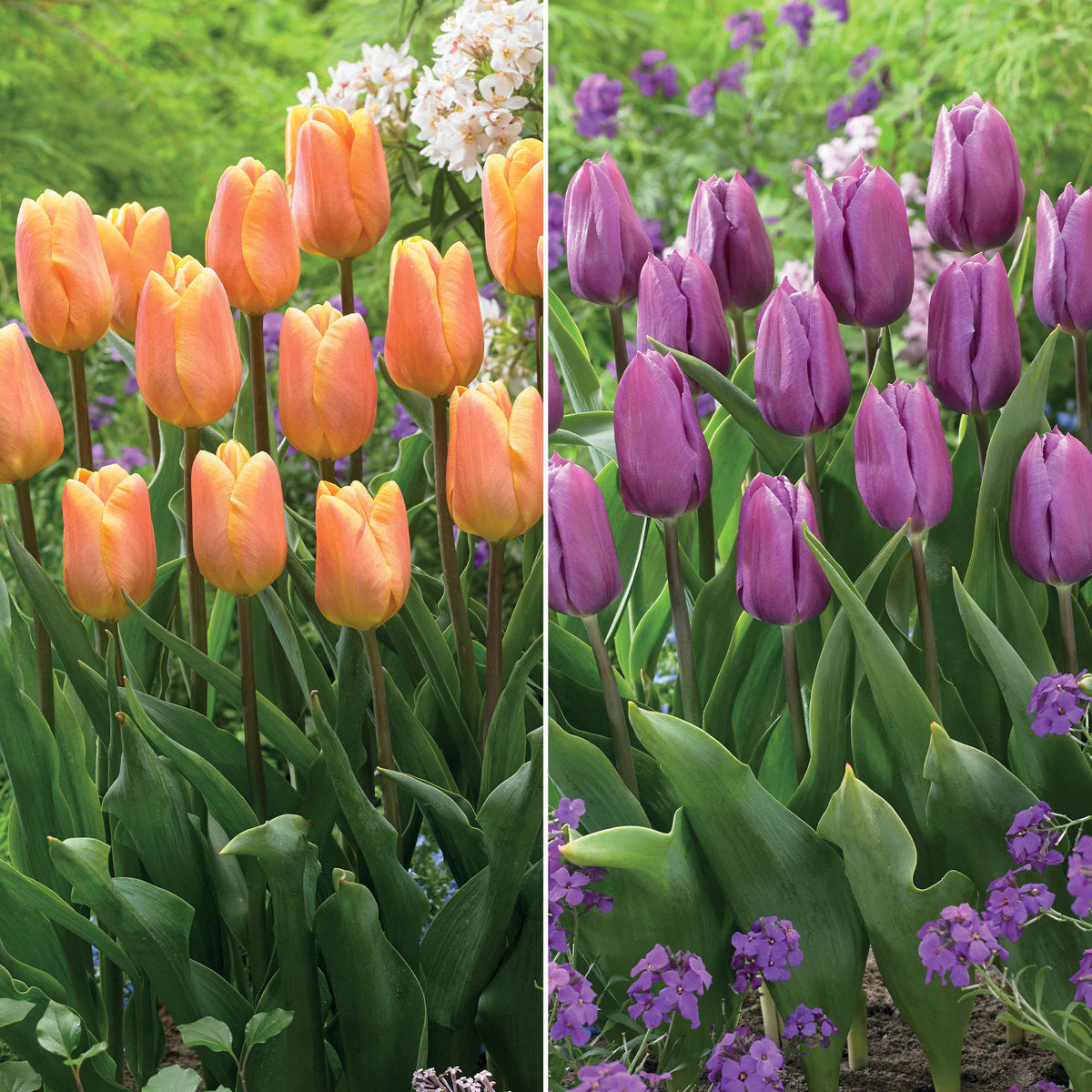 Collection de 20 Tulipes triomphe  Bellville et Blue Beauty - Bakker