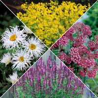 Collection de plantes vivaces pour jardin coloré - Bakker