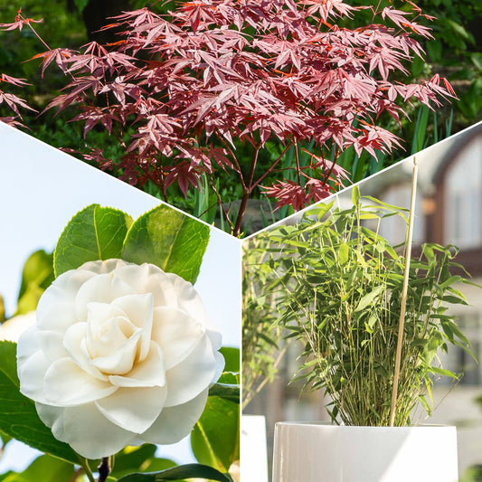 Collection de 3 arbustes pour terrasse et jardin japonais - Bakker