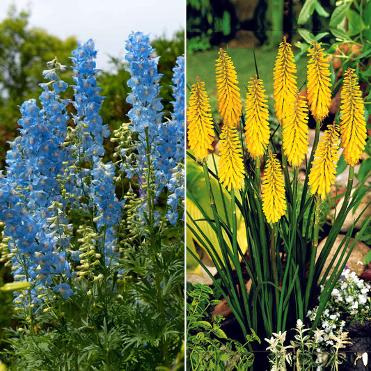 Collection de delphiniums et tritomas