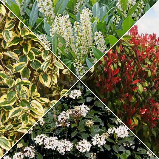 Créez un massif de fleurs et d'herbes aromatiques – Bakker.com