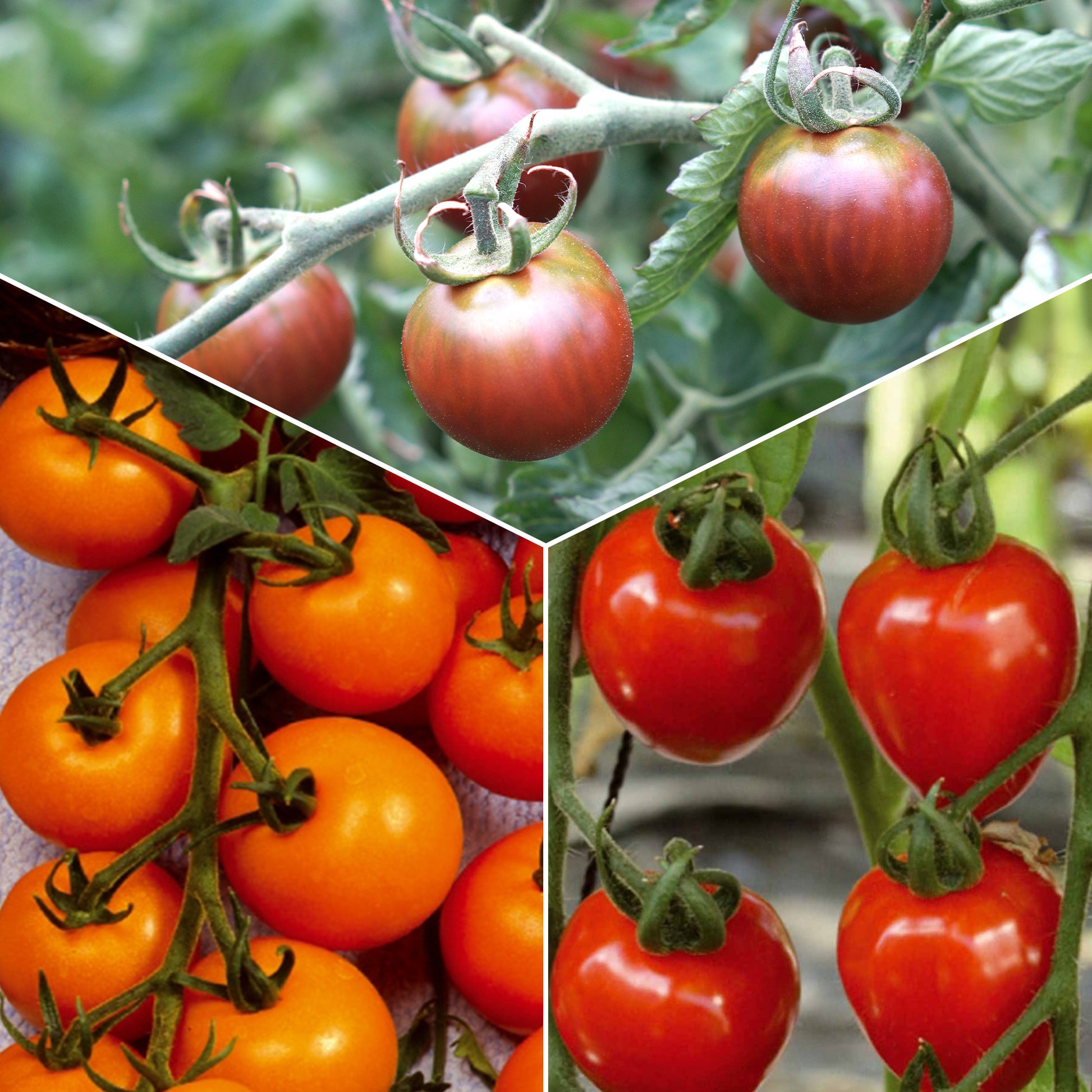 Collection de Tomates cerises - Bakker.com | France