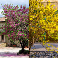 Collection de 2 arbustes : Forsythia et Arbre de Judée - Bakker
