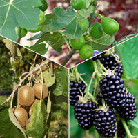 Collection de 3 fruitiers d'été : Figuier, Mûrier, Kiwi - Bakker
