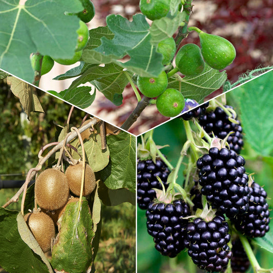 Collection de 3 fruitiers d'été : Figuier, Mûrier, Kiwi - Bakker