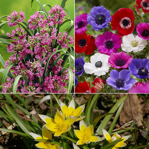 100 Bulbes de fleurs Running Wild en mélange - Bakker