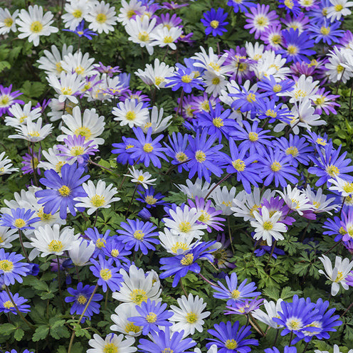 Vente Packs de bulbes de fleurs - 100 Bulbes de fleurs 6 Mois de Fleurs en mélange