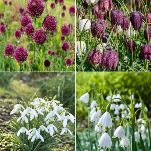 70 Bulbes de fleurs Butterfly Food en mélange - Eranthis, Galanthus, Leucojum, Muscari, Fritillaria, Tulipa, Allium - Bakker