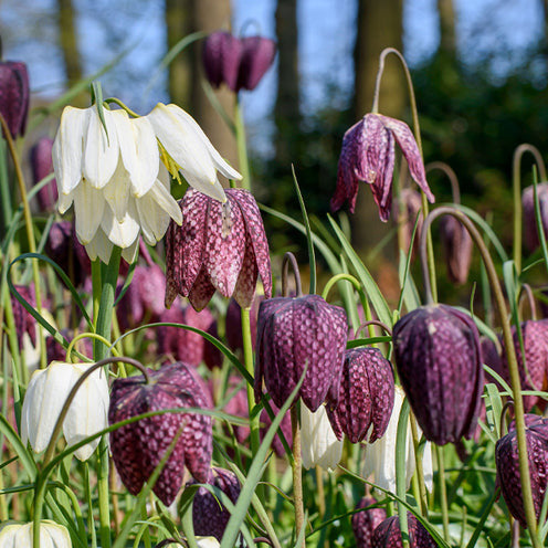 Packs de bulbes de fleurs - 70 Bulbes de fleurs Butterfly Food en mélange - Eranthis, Galanthus, Leucojum, Muscari, Fritillaria, Tulipa, Allium