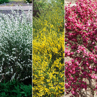 Vente Haie de 3 Genêts : blanc, rouge, jaune - Cytisus praecox allgold, albus, boskoop ruby