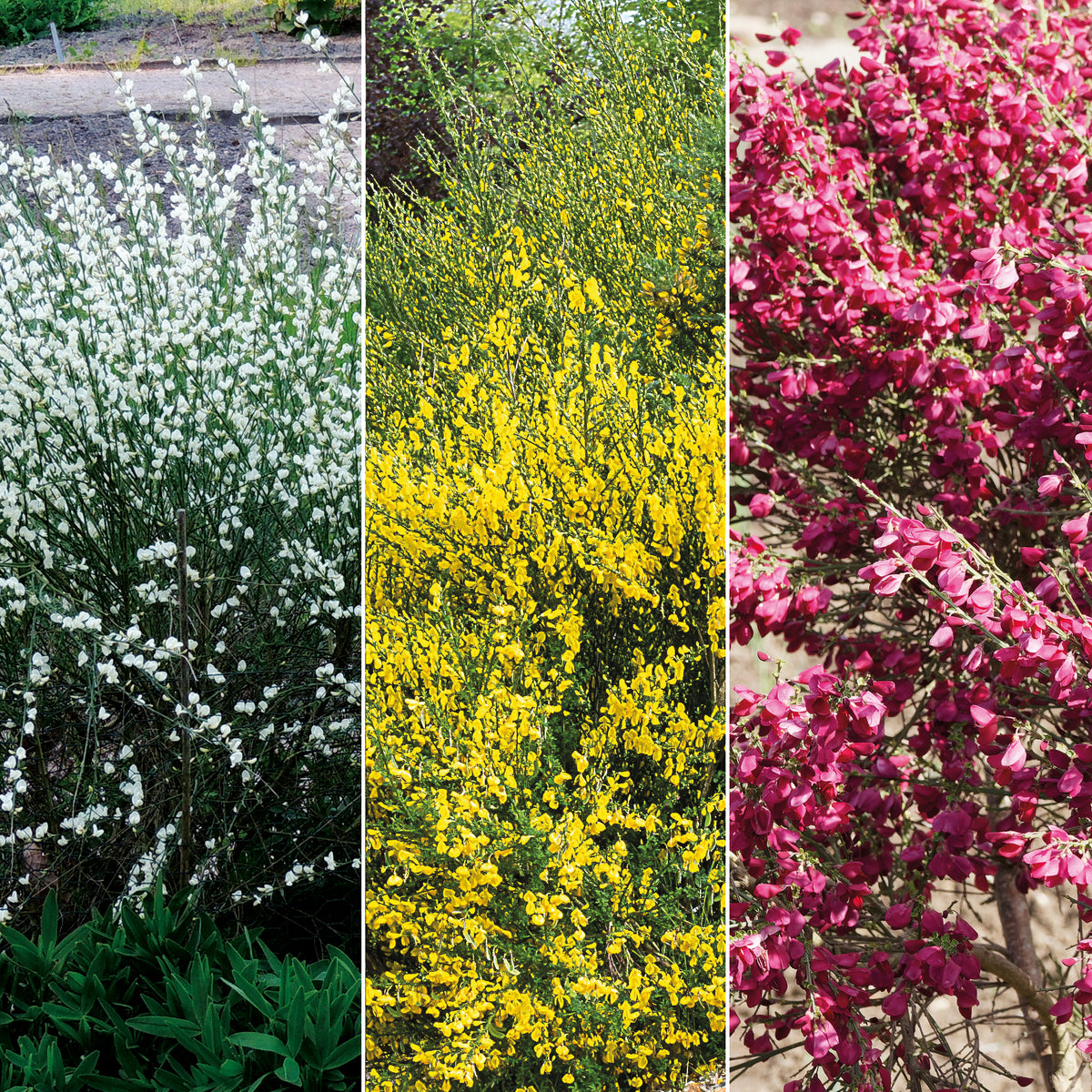 Haie de 3 Genêts : blanc, rouge, jaune - Bakker