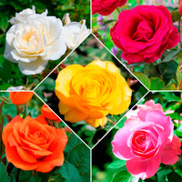 Collection de 5 Rosiers pour bouquets