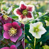 3 Hellébores d'Orient en mélange - Bakker