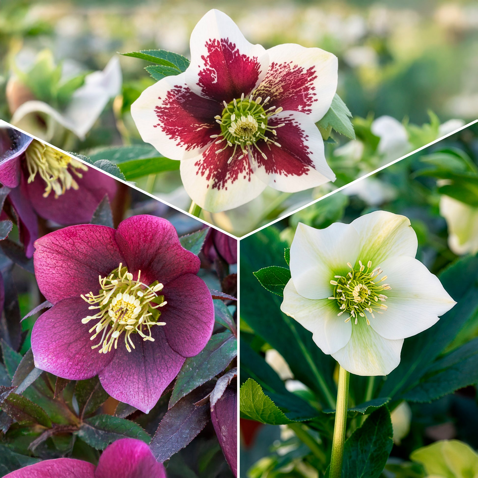 3 Hellébores d'Orient en mélange - Bakker