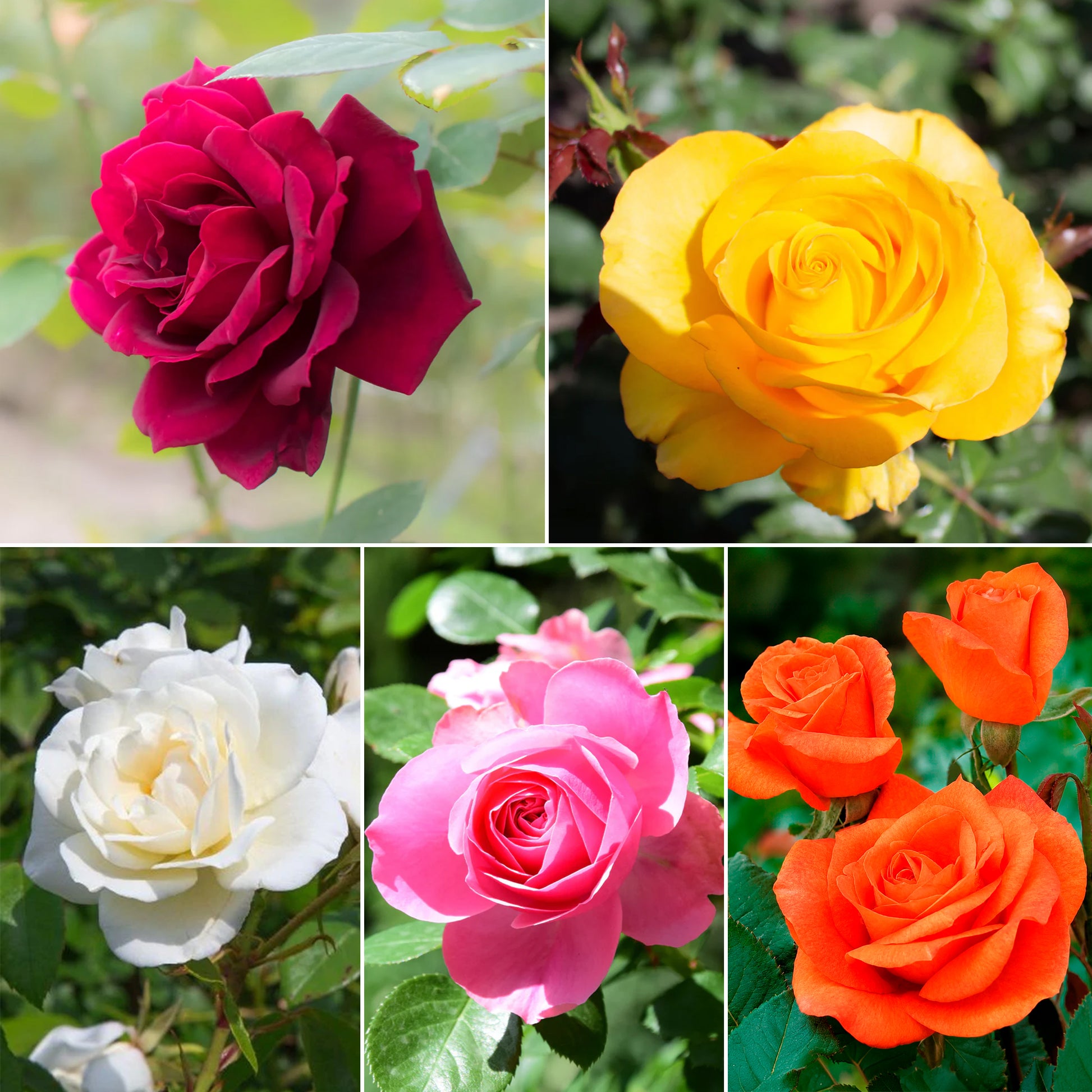 Collection de 5 Rosiers pour bouquets - Bakker