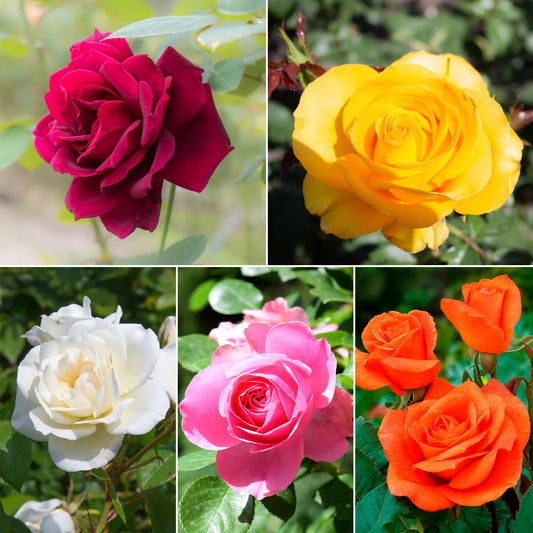 Collection de 5 Rosiers pour bouquets - Bakker