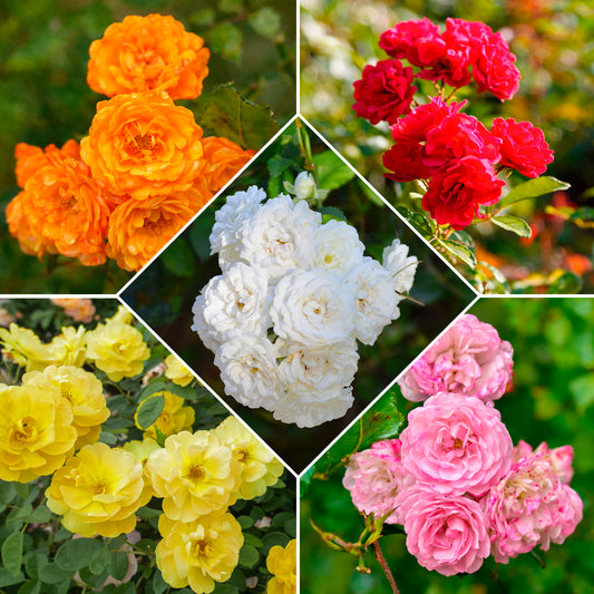 10 Rosiers polyantha pour massif en mélange - Bakker