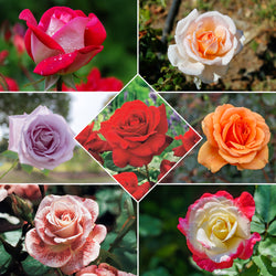 Collection de 7 Rosiers buissons - Bakker