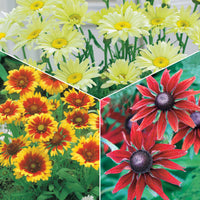 Collection de 6 Marguerites colorées - Bakker