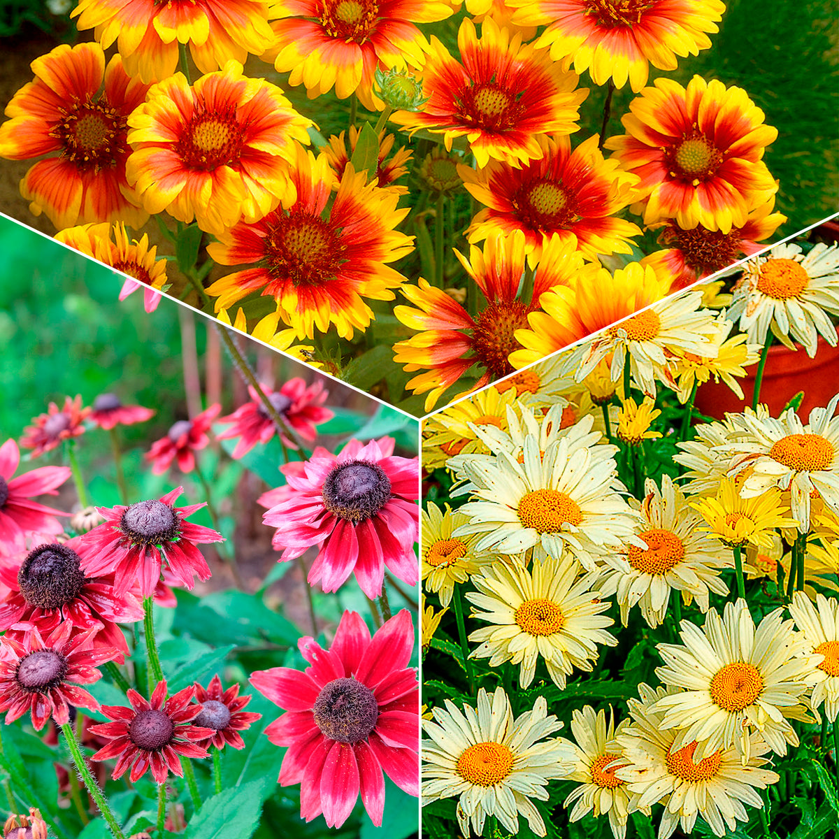 Collection de 6 Marguerites colorées - Bakker