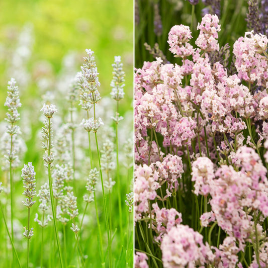 Collection de 4 Lavandes blanches et roses - Bakker