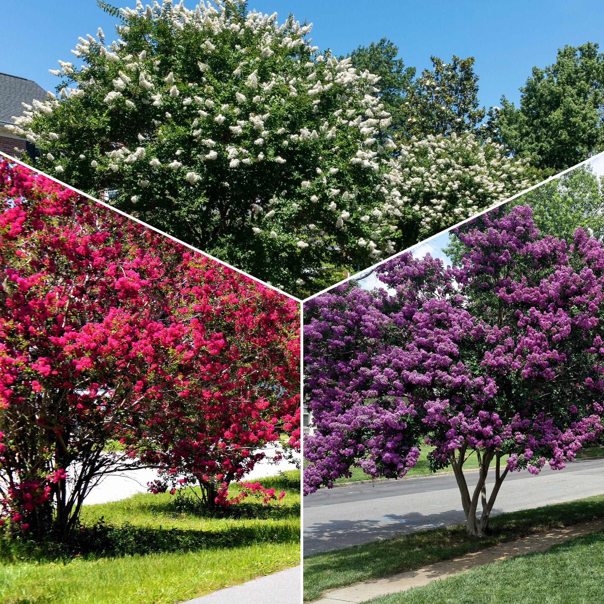 Collection de 3 Lilas des Indes : rouge, violet, blanc - Bakker