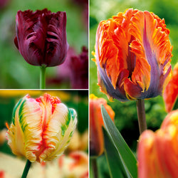 Collection de 24 Tulipes perroquet : Princesse Irene, Black Parrot, Apric - Bakker