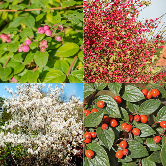 Collection Haie aux oiseaux - Bakker