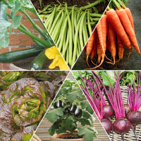 Collection de graines pour carré potager #1 - Assortiment pour carré potager #1 - Bakker