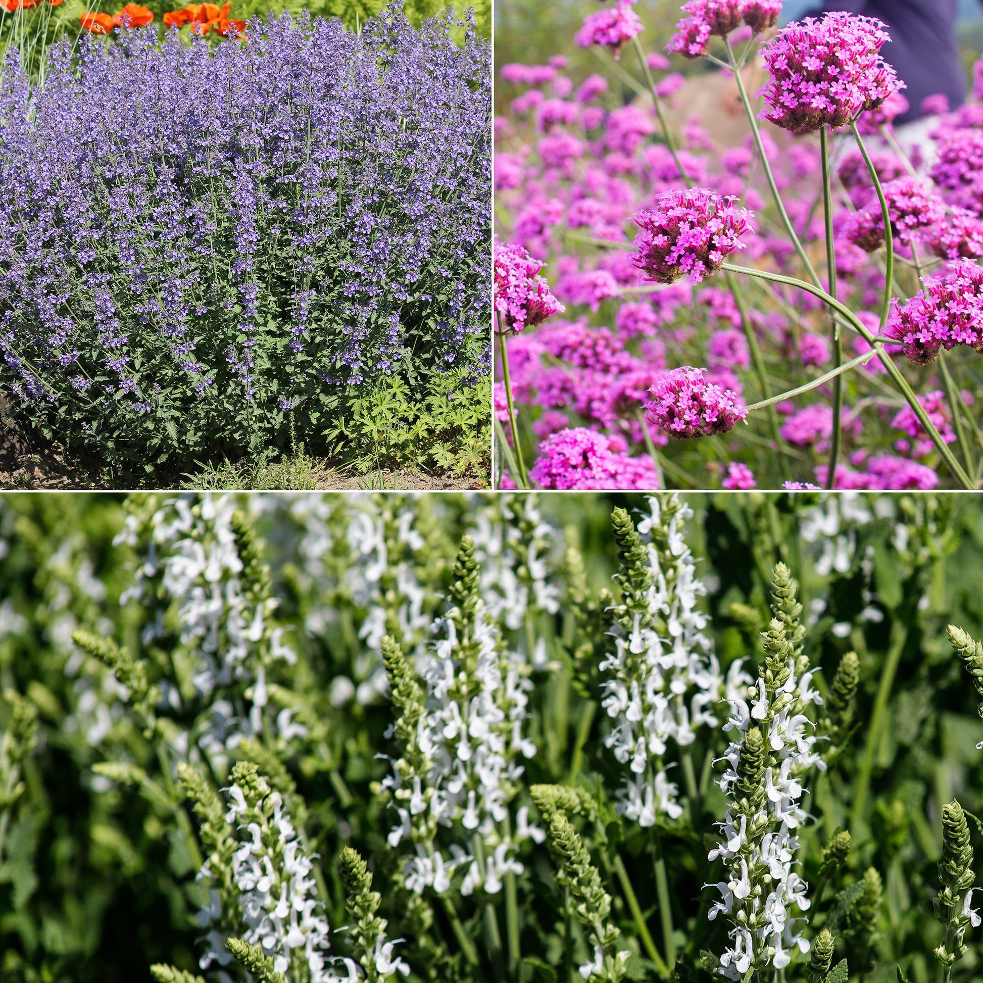 Massif au soleil Violet & Blanc - Bakker