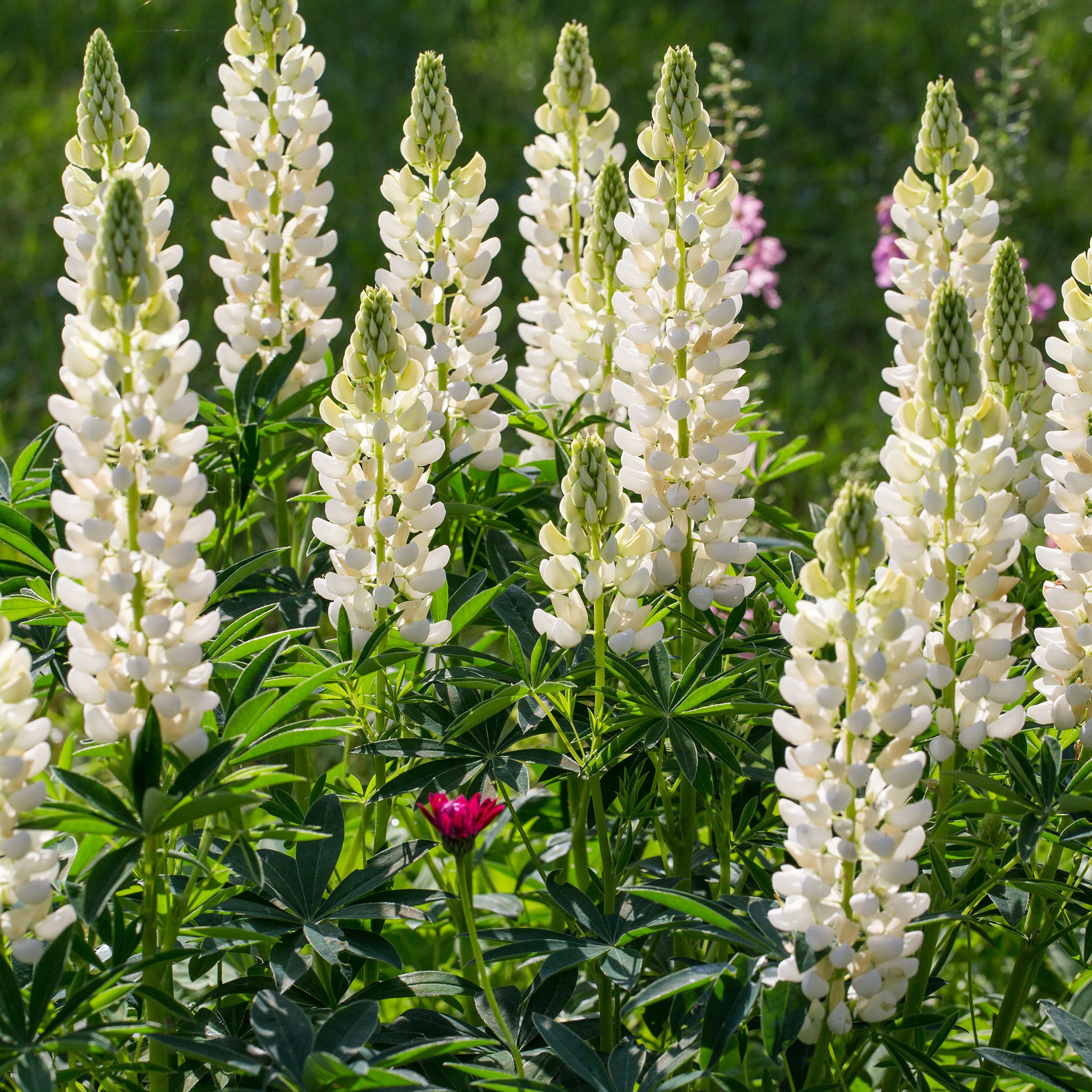 Campanula, Lupinus, Catananche - Vivaces Bleues et Blanches - Vivaces fleuries