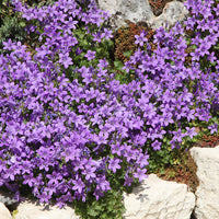Vivaces fleuries - Vivaces Bleues et Blanches - Campanula, Lupinus, Catananche
