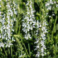 Vivaces fleuries - Vivaces Blanches et Roses - Delphinium, Salvia, Echninacea