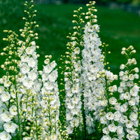Vivaces Blanches et Roses - Delphinium, Salvia, Echninacea - Bakker