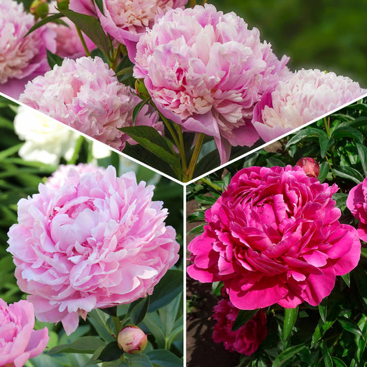 Trio de Pivoines rose et rouge  - Bakker