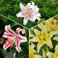 Trio de lis orientaux parfumés - Bakker
