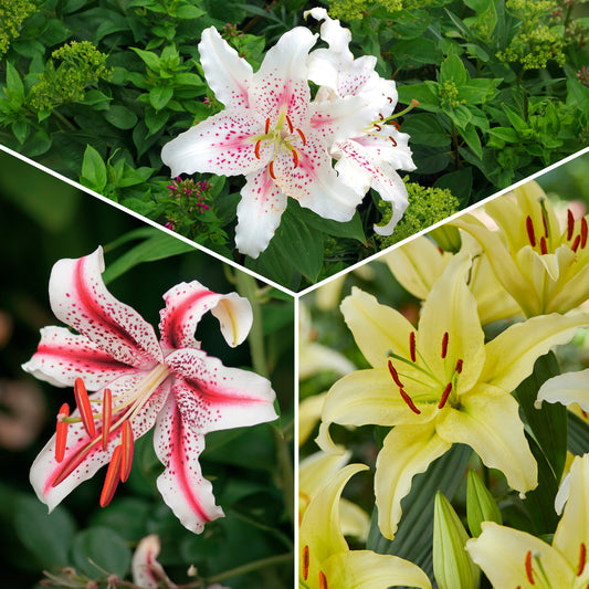 Trio de lis orientaux parfumés - Bakker
