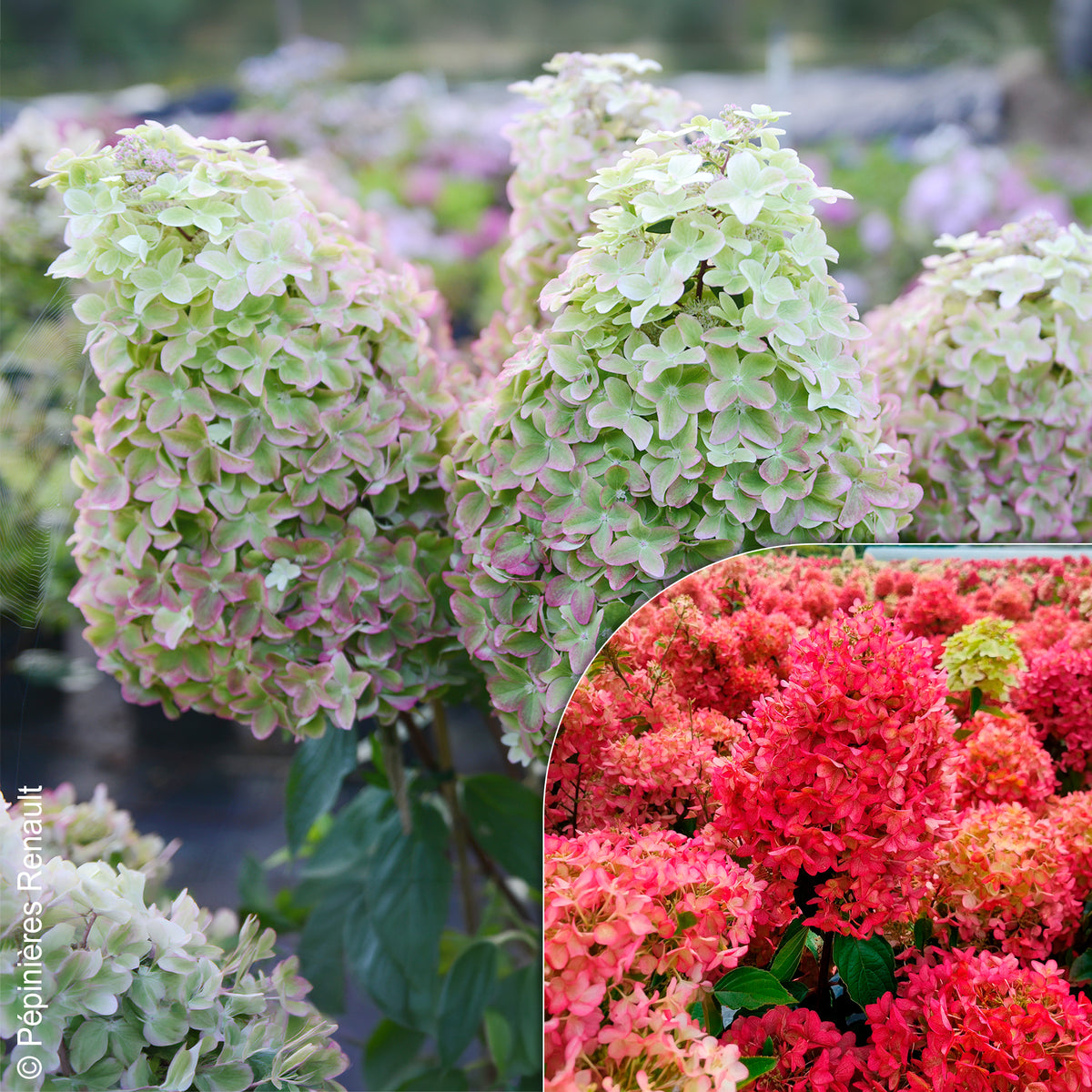Hortensia paniculé Metalica® renmeta - Bakker