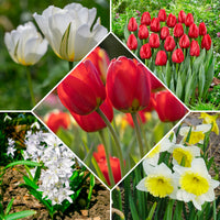 Bulbes de printemps pour massif rouge et blanc  - Narcissus Ice Follies, Pusckina alba, Tulipa Apeldoorn, Exotic Emperor, Seadov - Bakker