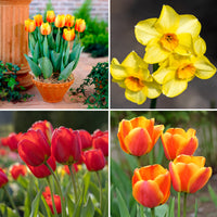 Vente Bulbes de printemps pour massif jaune et orange  - Tulipa Orange Breeze, Blushing Apeldorn, Appeldorn's Elite, Narcissus Martinette