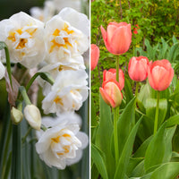 Tulipe Van Eijk & Narcisse Bridal Crown - Tulipa Van Eijk, Narcissus Bridal Crown - Bakker