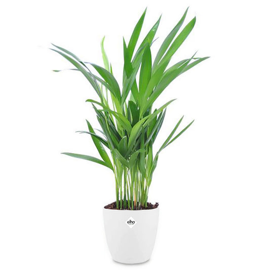 Areca, Palmier d'intérieur + cache pot blanc 22 cm. - Bakker