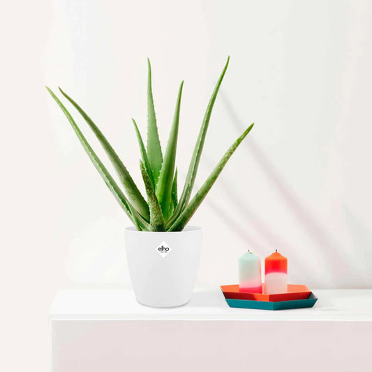Aloe vera + cache pot blanc 14 cm. - Bakker
