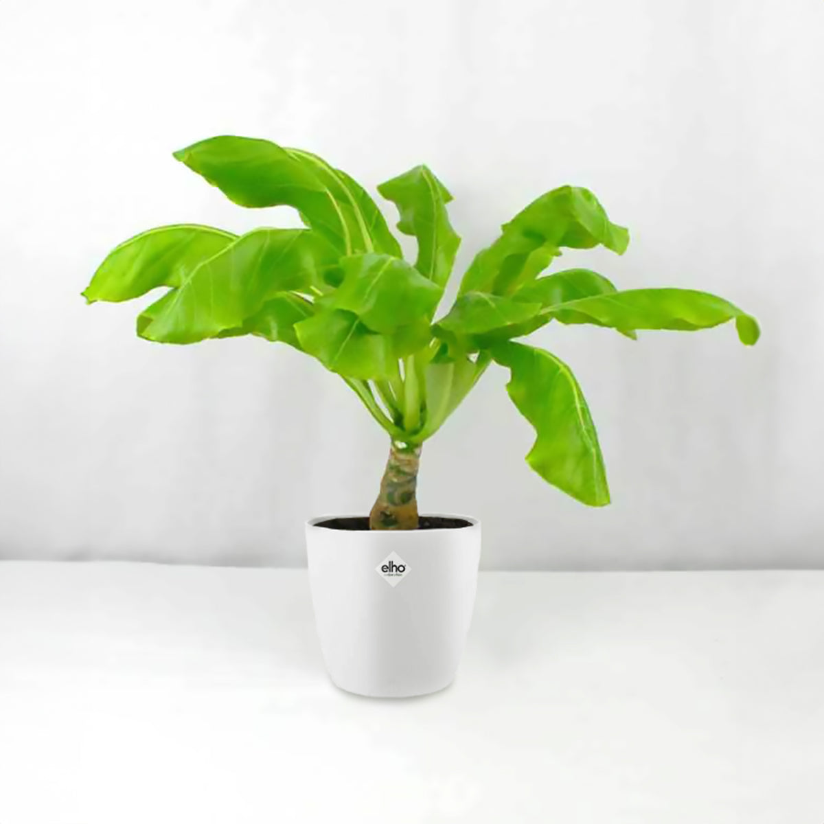 Palmier Hawaien + Cache pot blanc 14cm. - Brighamia insignis kirsten - Bakker