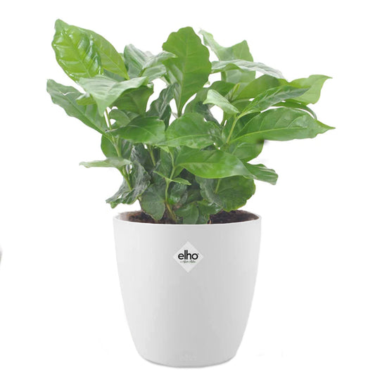 Cafeier + cache pot blanc 14 cm. - Bakker