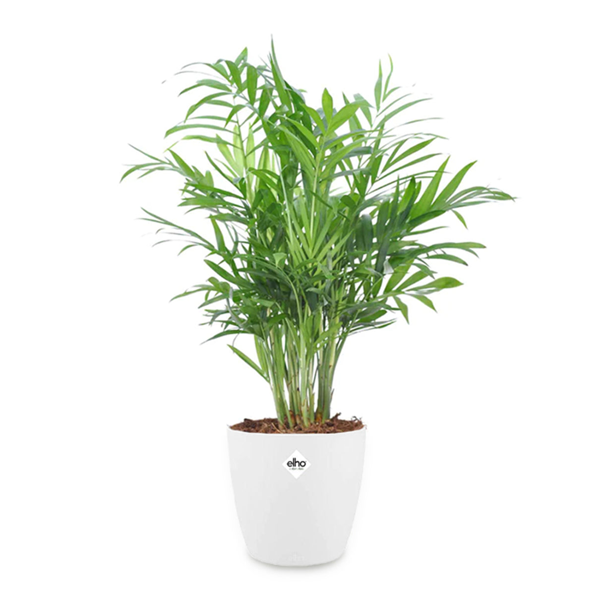 Palmier nain + cache pot blanc 14 cm. - Chamaedorea elegans - Bakker