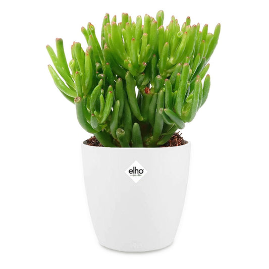 Crassula hobbit + cache pot blanc 14cm - Bakker
