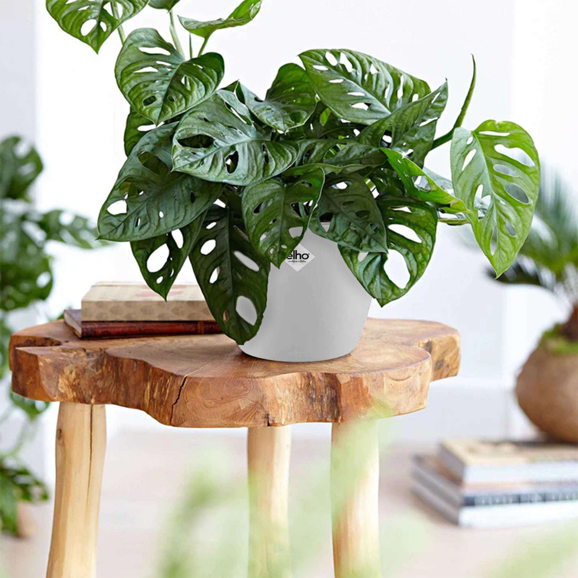 monkey mask philodendron Philodendron Monstera Monkey Mask et son cache-pot blanc ELHO